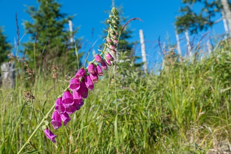 Flowering red thimble on the mountain of Rachel in the Bavarian Forest, Germany