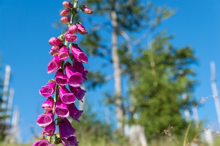 Flowering red thimble on the mountain of Rachel in the Bavarian Forest, Germany
