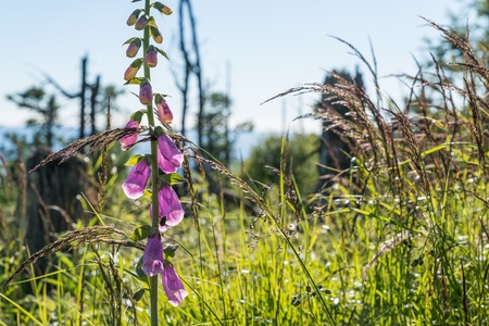 Flowering red thimble on the mountain of Rachel in the Bavarian Forest, Germanyの写真素材