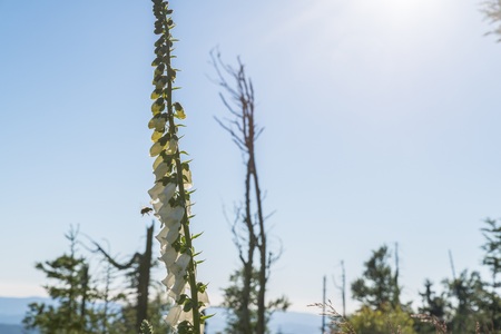 Flowering white thimble on the mountain of Rachel in the Bavarian Forest, Germany