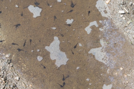 Tadpoles in a dirty puddle of waterの写真素材