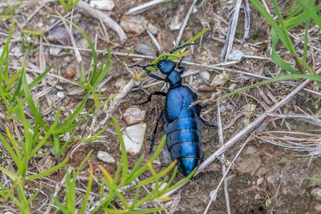 Black-blue oil beetle in Austria