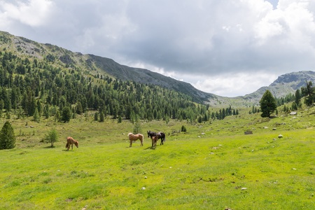 Horses on a pasture in Austriaの写真素材