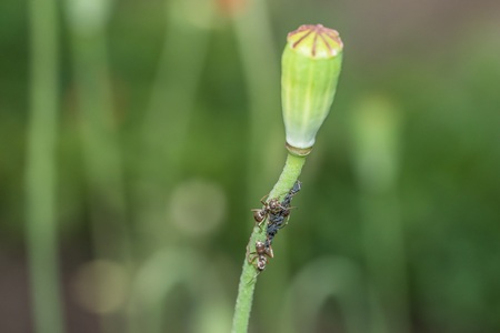 Ants and aphids on a flower stem in the gardenの写真素材