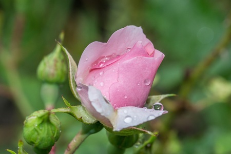 Rose blossom with raindrops after a summer rainの写真素材