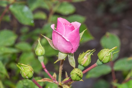 Rose blossom with raindrops after a summer rainの写真素材
