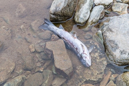 Dead fish in a mountain creekの写真素材