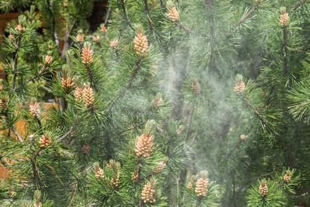 Cloud of pollen from a pine treeの写真素材