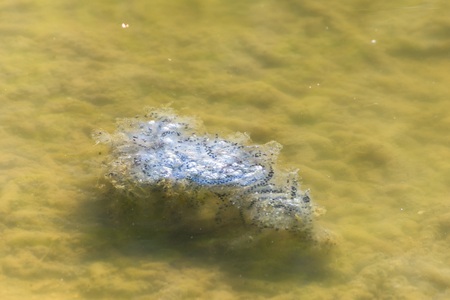 Frog spawn in a forest pond, germany