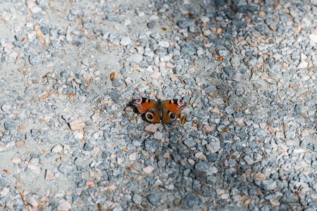 Red admiral butterfly on a meadowの写真素材