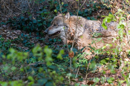 Close-up of male wolf in its territory, Germanyの写真素材