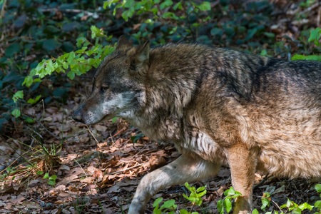 Close-up of male wolf in its territory, Germanyの写真素材