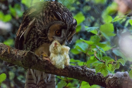 An owl eats a little chick on a branchの写真素材