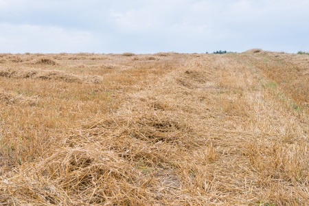 Cereal straw in a field in Bavaria, Germanyの写真素材