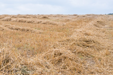 Cereal straw in a field in Bavaria, Germanyの写真素材