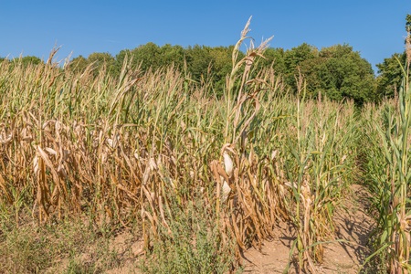 Dried corn field in summer, Germanyの写真素材