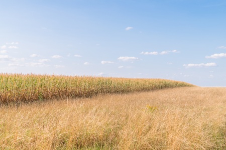 Dried corn field and meadow in summer, Germanyの写真素材
