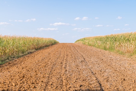 Dried cornfield and field in summer, Germanyの写真素材