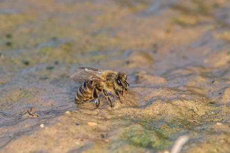 Honey bee drinking in a mud puddle, Germanyの写真素材