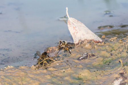 Honey bee drinking in a mud puddle, Germanyの写真素材