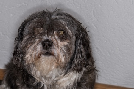 Close-up of a Shih Tzu dog, Germanyの写真素材