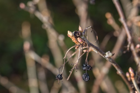 Withered is planning shoots in winter, Germanyの写真素材