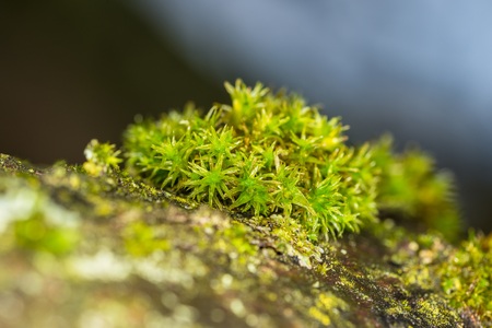 Close-up of wet moss on a tree, Germanyの写真素材