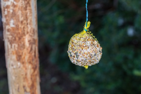 Tit dumplings hanging on a wooden stick in winter, Germanyの写真素材