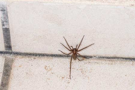 Huge fat spider in a cellar, Germany