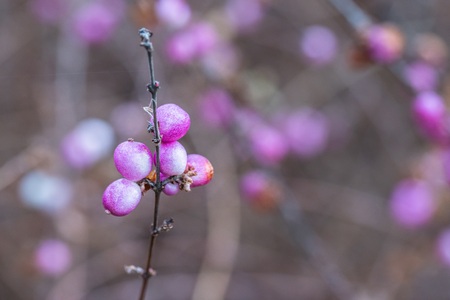 Violet flowers on a tree in springの写真素材