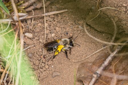 Single earth bee male with yellow pollen on the ground, Germany