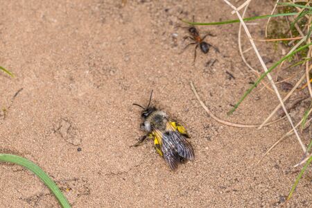 Single earth bee male with yellow pollen on the ground, Germany