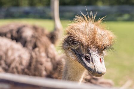 Close up of an ostrich on a farm, Germany