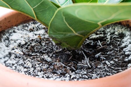 Close up of a violin fig plant in a top with mold on the ground, Germanyの写真素材