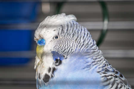 Blue budgie in a cage sitting on a branch and playing with a bell, Germanyの写真素材
