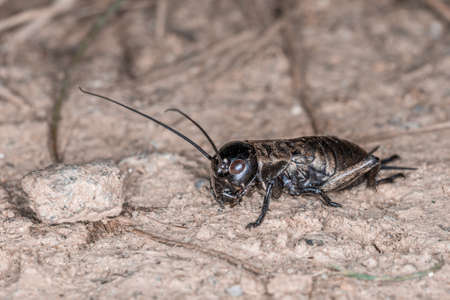 Close-up of a cricket on a field path in the Bavarian Forest, Germany Europeの写真素材