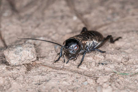 Close-up of a cricket on a field path in the Bavarian Forest, Germany Europe