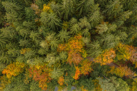 Image of an aerial view of trees of a forest from above on the tree tops in the Bavarian Forest, Germanyの写真素材