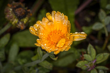 Yellow flower with open blossom after a rain with water drops on a flower meadow on a typical rainy November day, Germanyの写真素材