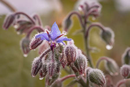 Blue purple flowers with open blossom after a rain with water drops on a flower meadow on a typical rainy November day, Germanyの写真素材