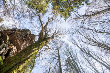 Old twisted grown tree without foliage on a stone rock mountain with perspective from bottom to top that looks mysterious in a forest in Bavarian forest, Germanyの写真素材