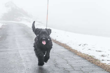 Giant schnauzer dog with black fur running and jumping towards camera in winter with snow in fog weather, Germanyの写真素材