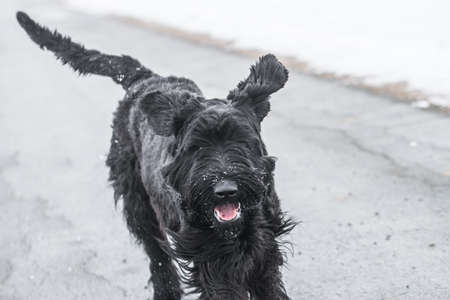 Giant schnauzer dog with black fur running and jumping towards camera in winter with snow in fog weather, Germanyの写真素材
