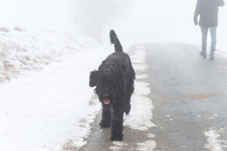 Giant schnauzer dog with black fur running and jumping towards camera in winter with snow in fog weather, Germanyの写真素材