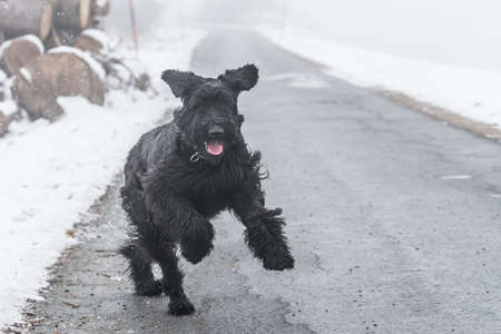 Giant schnauzer dog with black fur running and jumping towards camera in winter with snow in fog weather, Germanyの写真素材