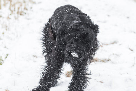 Giant schnauzer dog with black fur playing and rolling in snow in winter and fog weather, Germanyの写真素材