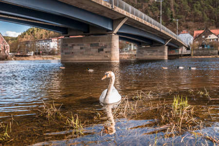 White swan swimming in river Regen in Markt Regenstauf in Upper Palatinate, Germanyの写真素材