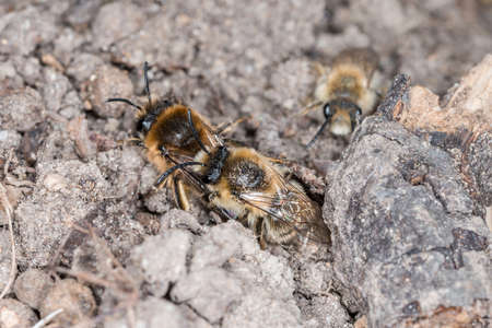 Earth bees females and males on the ground during reproduction and love play, Germany