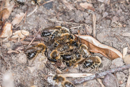 Earth bees females and males on the ground during reproduction and love play, Germany