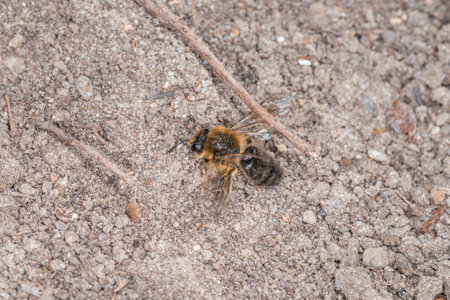 Earth bees females and males on the ground during reproduction and love play, Germanyの写真素材